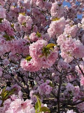 新宿御苑に投稿された画像（2023/4/9）