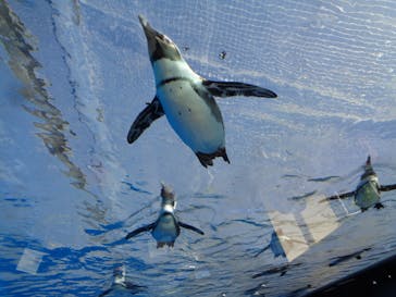 サンシャイン水族館に投稿された画像（2023/4/9）