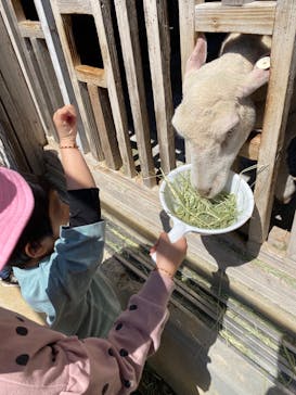 淡路ファームパーク イングランドの丘に投稿された画像（2023/4/9）