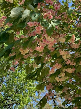 新宿御苑に投稿された画像（2023/4/9）