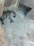 天王寺動物園に投稿された画像（2023/4/9）