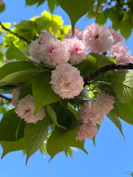 新宿御苑に投稿された画像（2023/4/9）