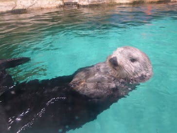 マリンワールド海の中道に投稿された画像（2023/4/9）
