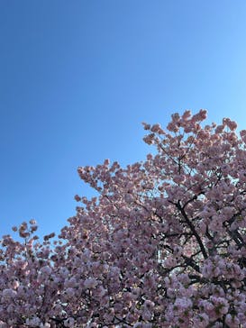 新宿御苑に投稿された画像（2023/4/9）