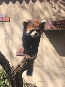 群馬サファリパークに投稿された画像（2023/4/9）