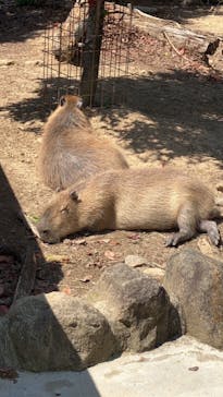 群馬サファリパークに投稿された画像（2023/4/9）