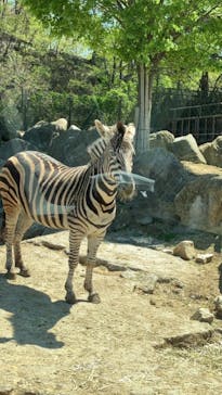 群馬サファリパークに投稿された画像（2023/4/9）