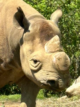 よこはま動物園ズーラシアに投稿された画像（2023/4/9）