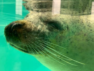 下田海中水族館に投稿された画像（2023/4/9）