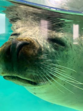下田海中水族館に投稿された画像（2023/4/9）