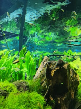 カワスイ 川崎⽔族館に投稿された画像（2023/4/9）