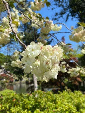 新宿御苑に投稿された画像（2023/4/9）