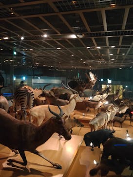 国立科学博物館に投稿された画像（2023/4/9）