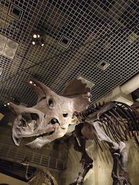 国立科学博物館に投稿された画像（2023/4/9）