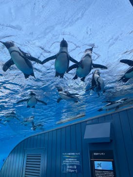サンシャイン水族館に投稿された画像（2023/4/9）