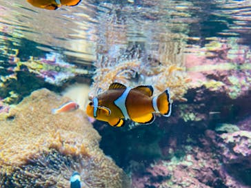 サンシャイン水族館に投稿された画像（2023/4/9）