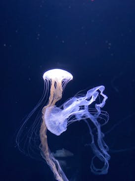 サンシャイン水族館に投稿された画像（2023/4/9）