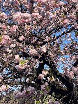 新宿御苑に投稿された画像（2023/4/9）