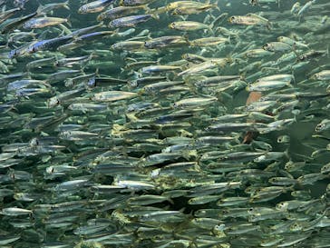 サンシャイン水族館に投稿された画像（2023/4/9）