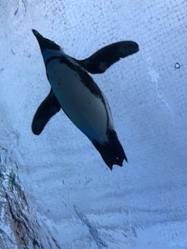 サンシャイン水族館に投稿された画像（2023/4/9）