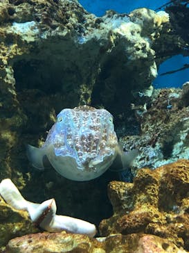 サンシャイン水族館に投稿された画像（2023/4/9）