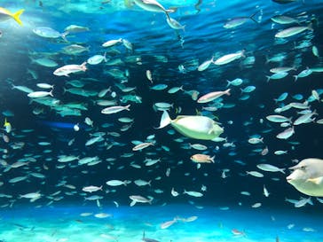 サンシャイン水族館に投稿された画像（2023/4/9）