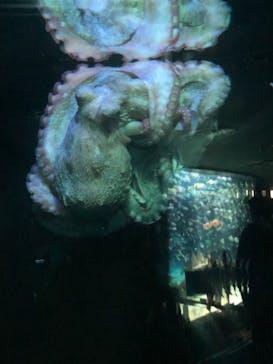 サンシャイン水族館に投稿された画像（2023/4/9）