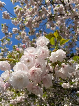 新宿御苑に投稿された画像（2023/4/9）