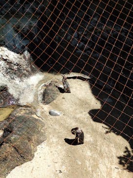 伊豆・三津シーパラダイスに投稿された画像（2023/4/9）