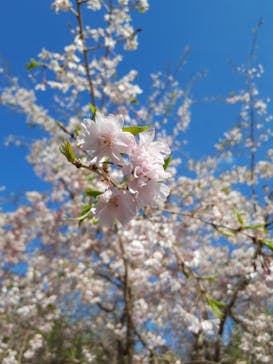 丹波市立薬草薬樹公園　丹波の湯に投稿された画像（2023/4/9）