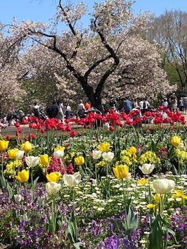新宿御苑に投稿された画像（2023/4/9）