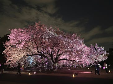 NAKED 桜の新宿御苑 2023に投稿された画像（2023/4/9）