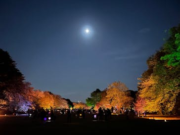 NAKED 桜の新宿御苑 2023に投稿された画像（2023/4/9）