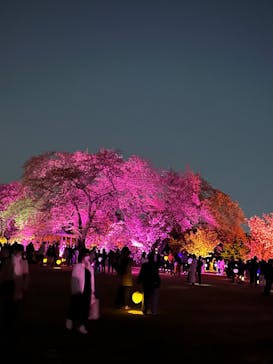 NAKED 桜の新宿御苑 2023に投稿された画像（2023/4/9）