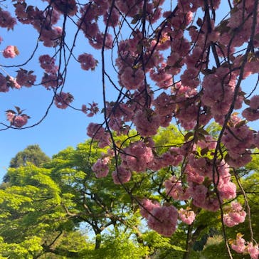 新宿御苑に投稿された画像（2023/4/9）