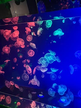 名古屋港水族館に投稿された画像（2023/4/9）