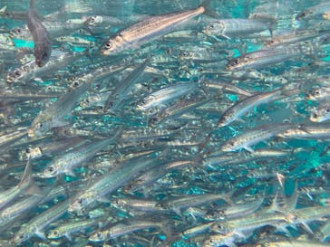 環境水族館アクアマリンふくしまに投稿された画像（2023/4/9）