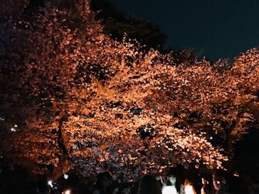 NAKED 桜の新宿御苑 2023に投稿された画像（2023/4/9）