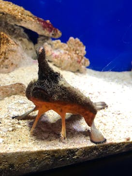 サンシャイン水族館に投稿された画像（2023/4/9）