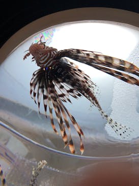 サンシャイン水族館に投稿された画像（2023/4/9）