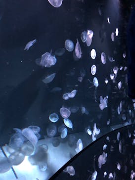 サンシャイン水族館に投稿された画像（2023/4/9）