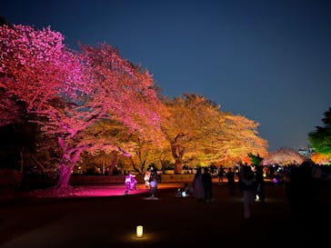 NAKED 桜の新宿御苑 2023に投稿された画像（2023/4/9）