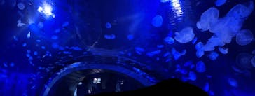 サンシャイン水族館に投稿された画像（2023/4/9）