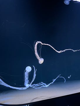 サンシャイン水族館に投稿された画像（2023/4/9）