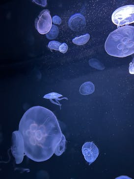 サンシャイン水族館に投稿された画像（2023/4/9）