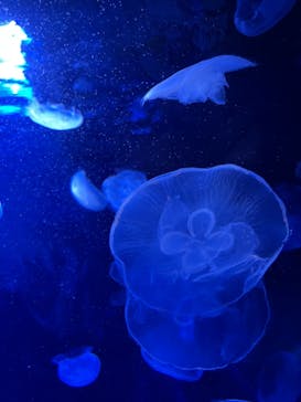 サンシャイン水族館に投稿された画像（2023/4/9）