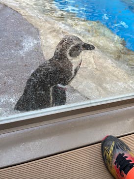 アクアワールド茨城県大洗水族館に投稿された画像（2023/4/9）