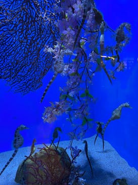 アクアワールド茨城県大洗水族館に投稿された画像（2023/4/9）