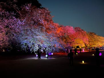 NAKED 桜の新宿御苑 2023に投稿された画像（2023/4/9）