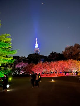 NAKED 桜の新宿御苑 2023に投稿された画像（2023/4/9）